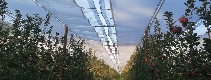 Utilització de xarxes anti-pluja per reduir l'aplicació de fungicides