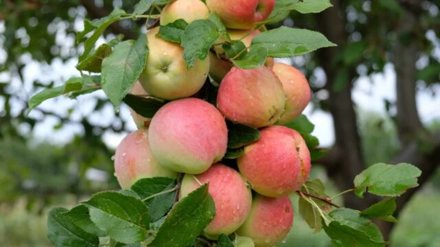 🍏🍎 Pomes fresques i brillants després de la pluja! 🌧️✨

No hi ha res més bonic que veure les pomes a la pomera, molles amb l’aigua de la pluja. 🍃🌳

 #Natura #Pomes #Pluja #Frescor #Jardí #Fruites #GironaFruits