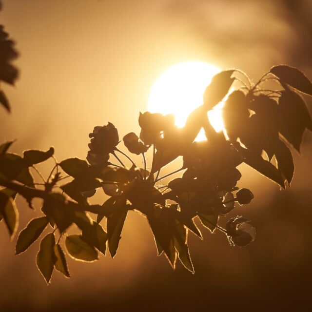 🌅🍎 Un moment màgic sota el cel de la posta de sol! 🌅🍎

Una preciosa imatge d’una rama d’una pomera, il·luminada pels últims raigs del sol. 🌞✨ La natura ens regala instants com aquest que ens recorden la bellesa de les petites coses. 🌳❤️

#PostaDeSol #Pomera #Natura #MomentsMàgics #Fotografia #Capvespre #BellesaNatural #Catalunya #AmorPerLaNatura
#GironaFruits